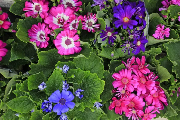 Renkli sinema salonu, fotoğrafa yakın çekim