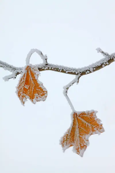 stock image platane branches in the frost and snow, closeup of photo