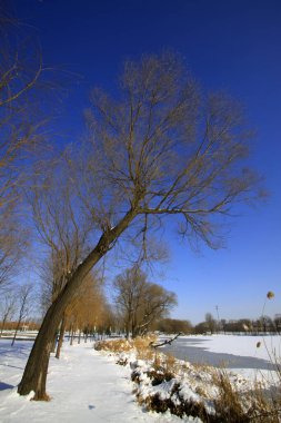 Doğal manzara, kardaki ağaçlar, fotoğrafa yakın çekim.