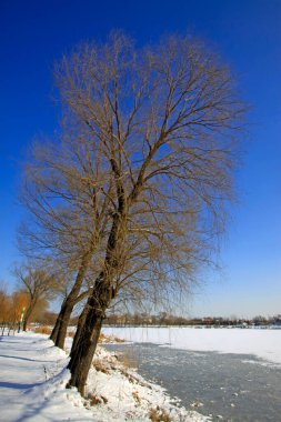 Doğal manzara, kardaki ağaçlar, fotoğrafa yakın çekim.