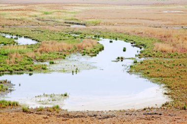 Sulak arazi doğal manzara, fotoğrafa yakın çekim.