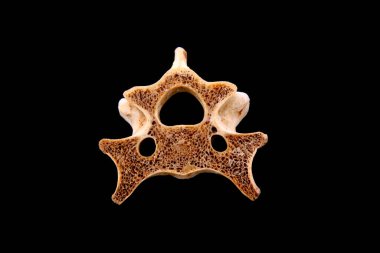 Siyah arkaplanda kemikler, fotoğrafa yakın çekim