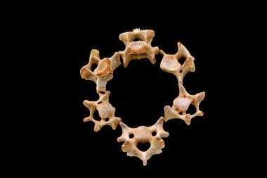 Siyah arkaplanda kemikler, fotoğrafa yakın çekim