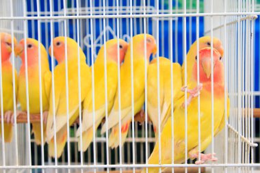 Marketteki kafeste sarı papağan, fotoğrafa yakın çekim.