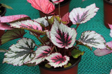 Güzel bitkiler, yakın plan fotoğraflar.