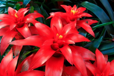 Bahçede kırmızı ananas çiçekleri, yakın çekim