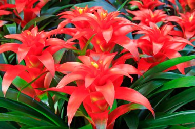 Bahçede kırmızı ananas çiçekleri, yakın çekim