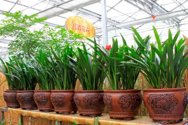 Çiçekçide orkide mini pelerini, fotoğrafın yakın çekimi.