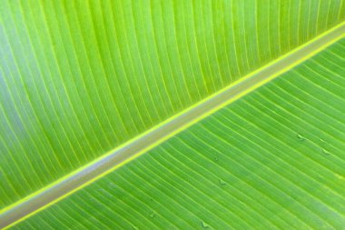 Yeşil muz yaprakları, yakın plan fotoğraf.