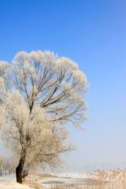 Kuzey Çin 'deki Rime doğal manzarası, fotoğrafa yakın çekim.