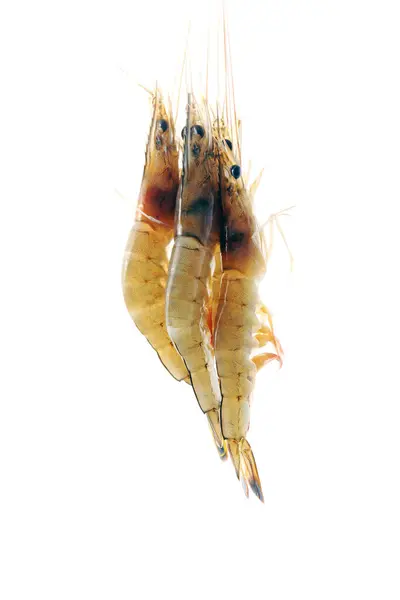 stock image Fresh prawns in a white background, closeup of photo