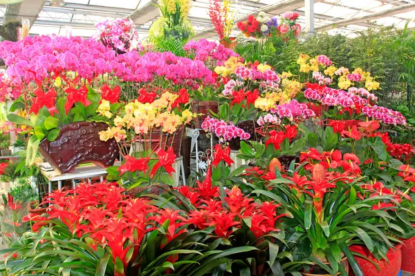 Renkli kelebek orkidesi, fotoğrafın yakın çekimi.