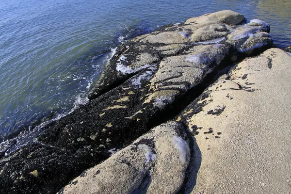 Kayalıklarda midyeler, fotoğraflara yakın çekim.