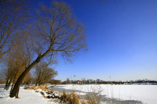 stock image natural scenery, trees in the snow, closeup of photo