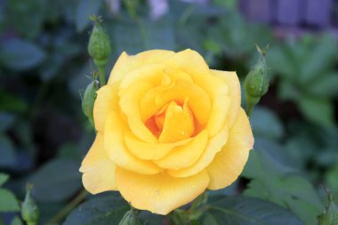 Fotoğrafın yakın plan gülleri