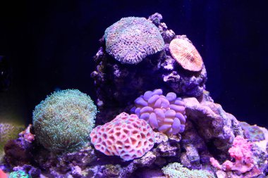 Akvaryumdaki mercanlar fotoğrafın yakın plan çekimleri.