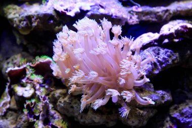 Akvaryumdaki mercanlar