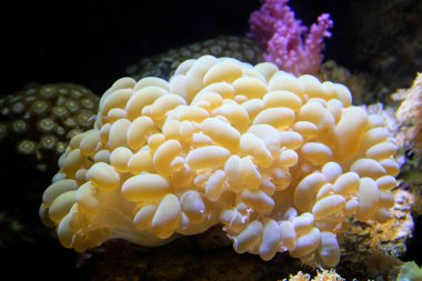 Akvaryumdaki mercanlar