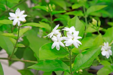 Arap yasemin çiçeği fotoğrafa yaklaş