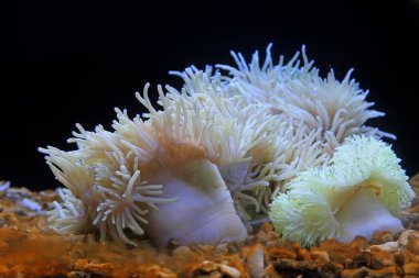 Akvaryumdaki mercanlar 