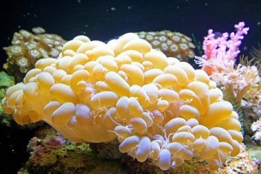 Akvaryumdaki mercanlar