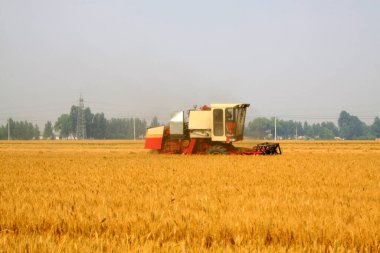 Buğday tarlasında hasat işi var.