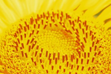 Yağ ayçiçeği fotoğrafa yakın çekim yapar.