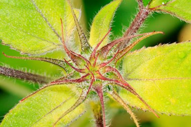 Ayçiçeği tomurcuğu vahşi doğada