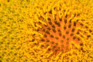 Ayçiçekleri fotoğrafa yakın çekim