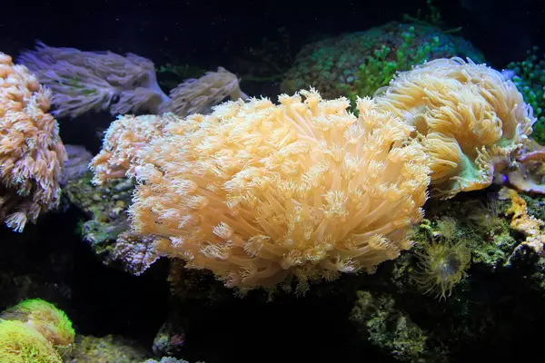 stock image Corals in an aquarium