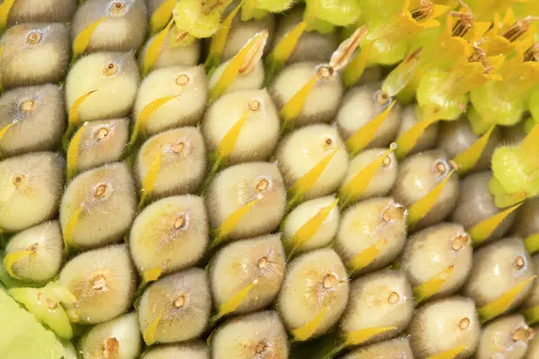 stock image Sunflower seeds closeup of photo