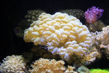 Corals in an aquarium closeup of photo clipart