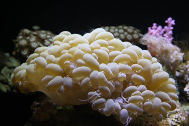Akvaryumdaki mercanlar
