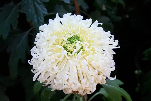 Stock image Chrysanthemum closeup of photo