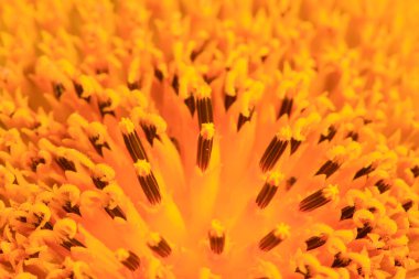 Yağ ayçiçeği fotoğrafa yakın çekim yapar.