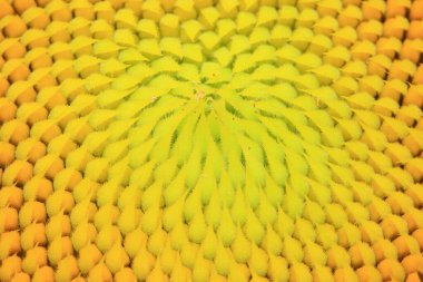 Ayçiçekleri fotoğrafa yakın çekim