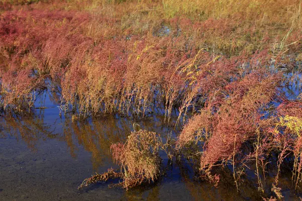 Wild Plants Water Closeup Photo — стоковое фото