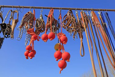 Evcil köpek tasması ve kırmızı lastik top, yakın çekim.