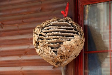 Vahşi doğada arı kovanı.