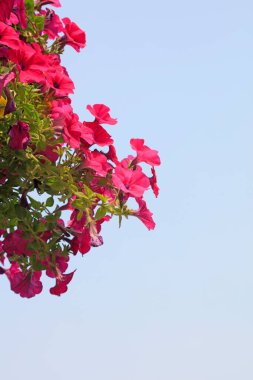 Petunia Hybrida akıntısı fotoğrafa yakın çekim yapıyor.