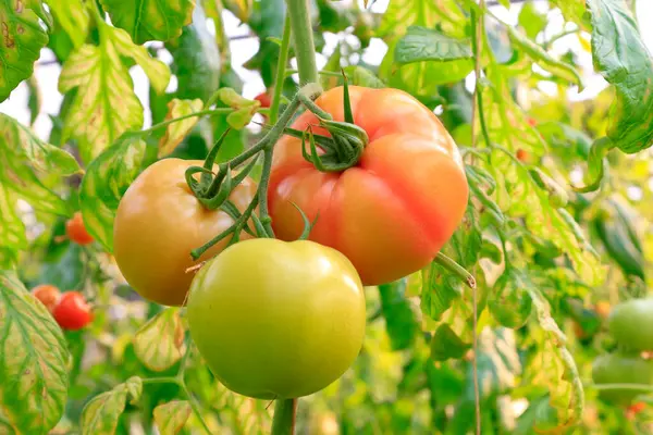 Domates çiftlikte.