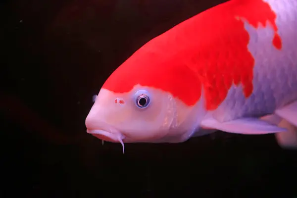 Stock image beautiful Koi fish in an aquarium shop, north china