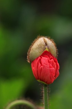 Gardda haşhaş yaprakları