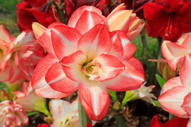 Gardda Amaryllis çiçekleri