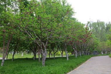 Meyve bahçesi, fotoğrafın doğal manzarası.