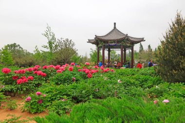 Gardda şakayık ve pavyon