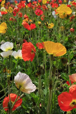 Gardda haşhaş çiçekleri