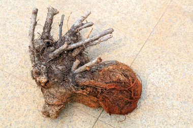 th groun üzerinde kuru kök