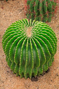 Botanik gardında kaktüs bitkileri