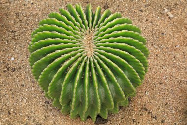 Botanik gardında kaktüs bitkileri